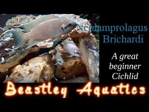 download lagu mp3 mp4 Fairy Cichlid, download lagu Fairy Cichlid gratis, unduh video klip Fairy Cichlid