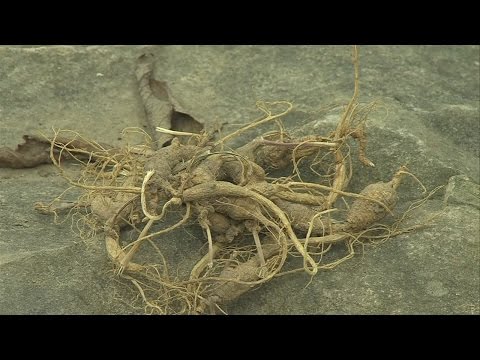 Rules of the road; Indiana DNR guide to hunting ginseng