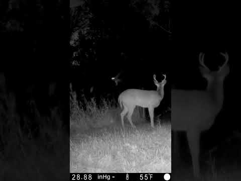 99 nights in the forest…Owl scares Deer!