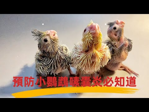 預防小鸚鵡嗉囊炎要註意什麼？了解鳥類的消化系統才能預防到位（What should I pay attention to in preventing parrot bursitis）【玄五和鳳九】