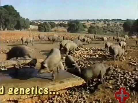 1/2 (Eng) Guijuelo ham BEHER