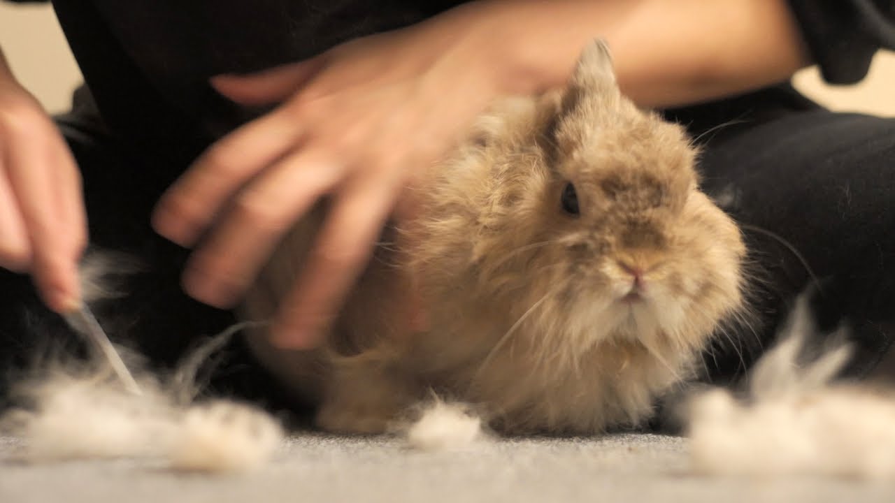 ブラッシングが嫌すぎて脱走するうさぎNo.358