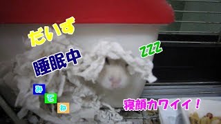 だいず(１F)家の窓から顔を出して寝るジャンガリアンハムスター