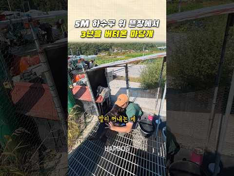 5M 하수구 위 뜬장에서 3년을 버텨온 마당개