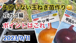 玉ねぎ種まき・玉ねぎ苗作り方・花カゴ編