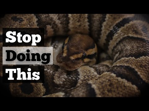 YouTube video about: Can a ball python kill a cat?
