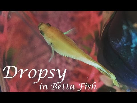 Dropsy in Betta Fish | Symptoms, Prevention, Life Expectancy, & More