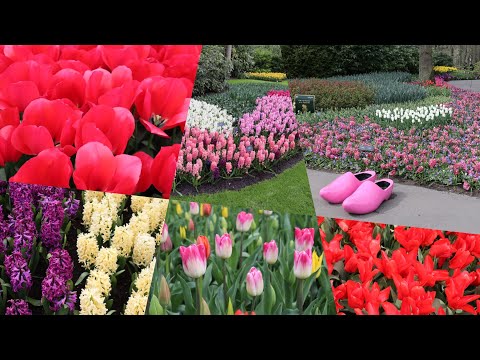 Keukenhof, garden of million flowers, and living on water without roads 8 IV 2022