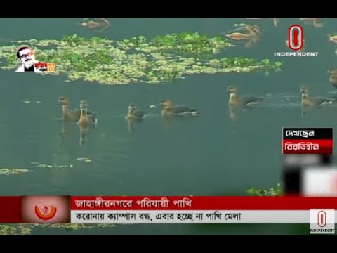 Migratory birds have come to Jahangirnagar University (01-01-2021) Courtesy: Independent TV