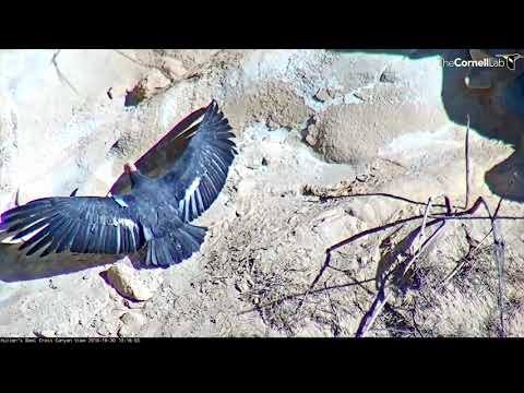 Adult Male California Condor (#374) Spreads Wings In the Sun – Oct. 30, 2018