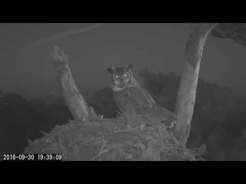 Great Horned Owl Checks Out Savannah Nest - Sept. 30, 2016