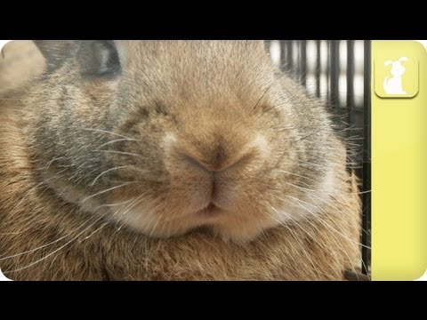 download lagu mp3 mp4 Bunny Nose, download lagu Bunny Nose gratis, unduh video klip Bunny Nose