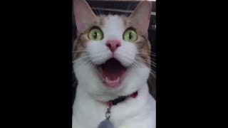 ⚠Топ ТЕСТ НА ПСИХИКУ, КТО ЗАСМЕЁТСЯ или УЛЫБНЁТСЯ - лайк ))) ЛУЧШИЕ ТОП ПРИКОЛЫ 2017