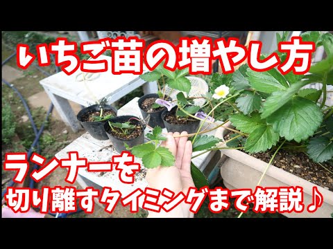 イチゴ:挿し木による新しい植物 植物