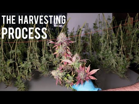 download lagu mp3 mp4 How To Harvest And Cure Cannabis, download lagu How To Harvest And Cure Cannabis gratis, unduh video klip How To Harvest And Cure Cannabis