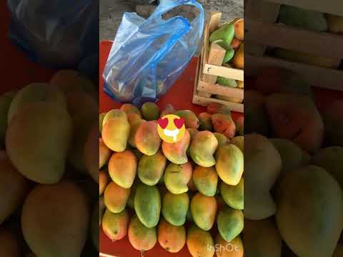 Bienvenidos a los  mangos 🥭 en el mero escalon en sancristobal de la barranca jalisco