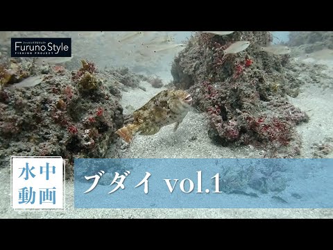 ブダイ vol.1