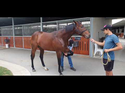 Winning Rupert x Express Air showing early signs of shin soreness - Oct 26 - 2021