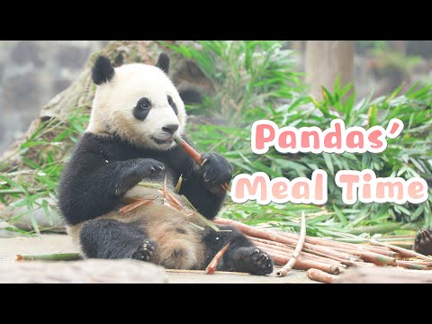【Panda Billboard】Episode 231 Start The New Year With A Tasty Meal | iPanda