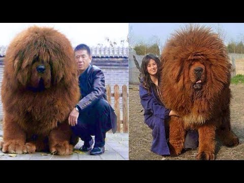 10 Most EXPENSIVE Dogs In The World