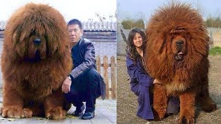 Most EXPENSIVE Dogs In The World!