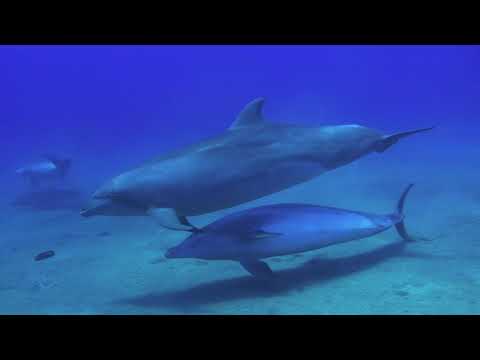 BOTTLENOSE DOLPHINS 8 22 20