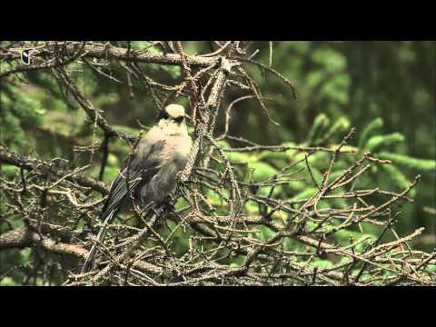 An alert Gray Jay moves around a tree