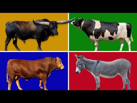 Epic 🧙‍♂️ battle ⚔️! "Lady Moo 🐮 vs Bulls 🐄 vs Donkey  Who will win 🏆?"