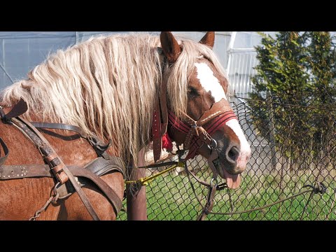 John's Horses from Reghin - Mureș 2022