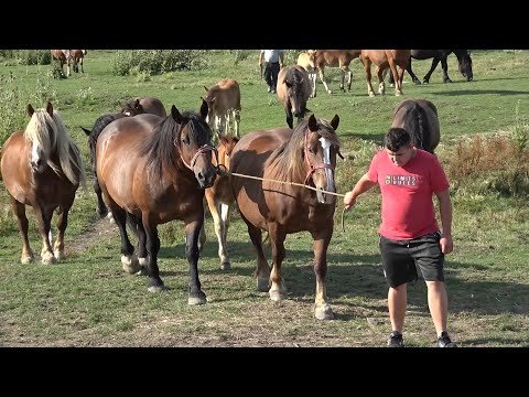 Caii lui Marius de la Craidorolt, Satu Mare - 2025 Nou!!!