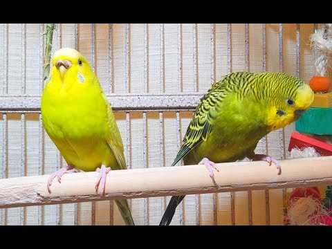 140 Min Budgies Chirping Parakeets Sounds Reduce Stress Pleasant Nature Bird Sounds