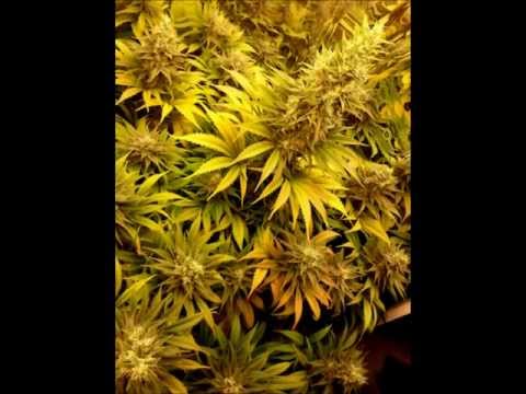 SebastianGhetto’s Video 124048081581 QjqRwUjW24w