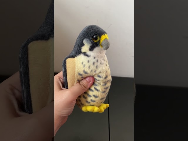Vídeo relacionado con WILDREPUBLIC-Wild Republic Peregrine Falcon Peluches WANDERFALKE, Multicolor 0092389195989