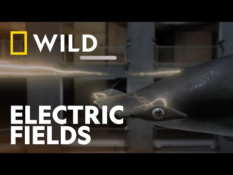 How Sharks Use Earth's Magnetic Fields |  Shark Attack 360 | National Geographic WILD UK