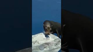 Como o peixe-Lua ainda não foi extinto? 🤔 #curiosidades #fatoscuriosos #shorts