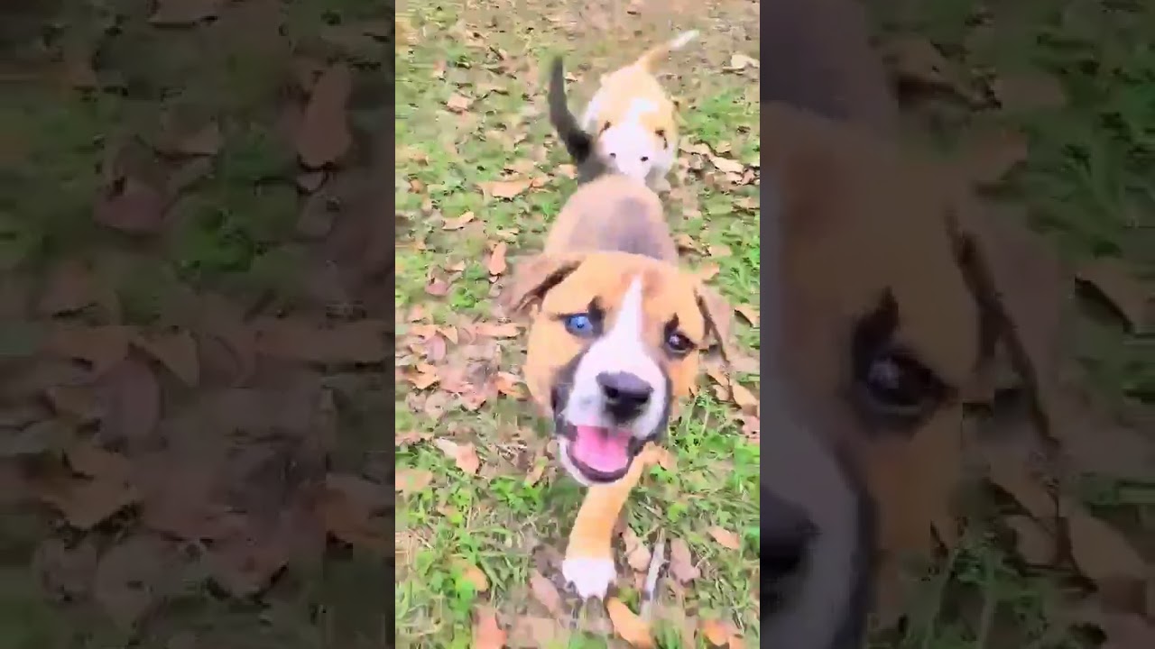 Enlarge Princess with 1 Blue Eye, a Adoptable mixed breed in Blairstown, NJ video 5/5