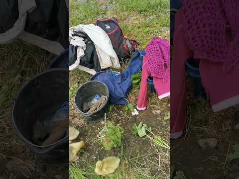 El lago de los gansos