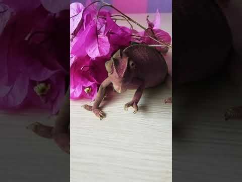 chameleon changing color ****لحظة تغير لون الحرباء //song* chameleon N Sandra