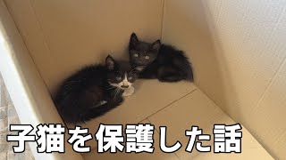 Download lagu ［ご縁は突然に］子猫達を保護して飼うことになりました［森の中の小さな家暮らし］ mp3