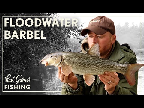 Floodwater Barbel Fishing : River Severn Barbel