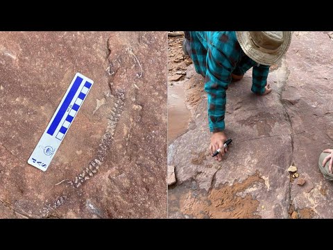 290 million-year-old skeleton found in Canyonlands