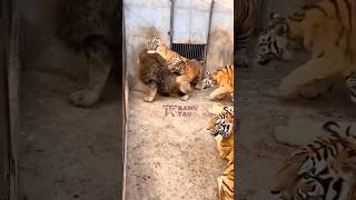 Download lagu Singa vs Harimau #singa #harimau #short mp3