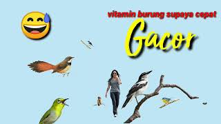 Download lagu pikat burung kecil durasi pendek mp3