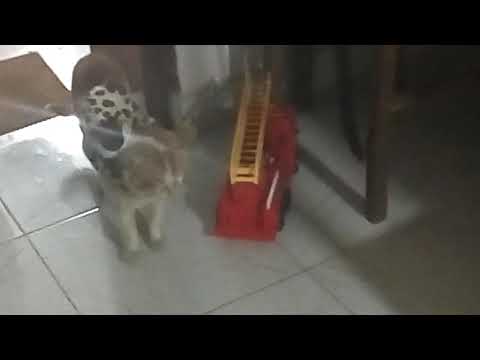 Local Garfield in sri lanka