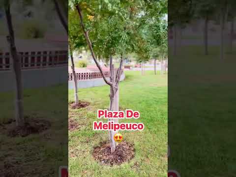 🌳 Conoces Melipeuco .? #elviajerojairo  #melipeuco  #conguillio  #surdechile