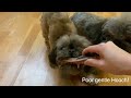 Getting The Biggest Bone They Ve Ever Seen IN THEIR LIVES