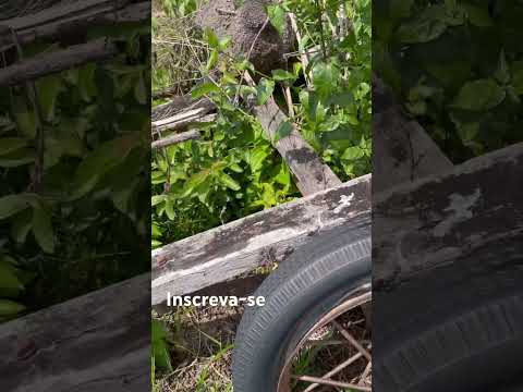 Meu reino encantado, relíquias diretamente de. São João da Baliza. #amigos #pescaria #pesca