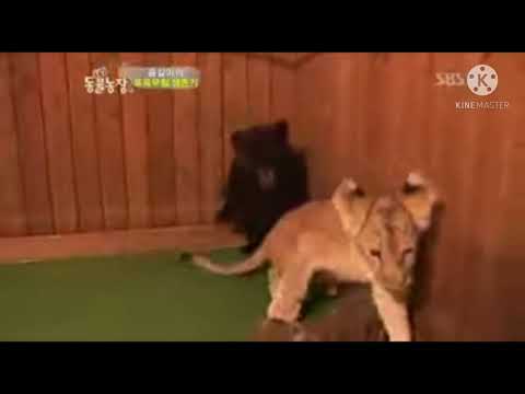 Korean zoo behind closed doors. Bear cub petrified of lion cub. Animal abuse must be stopped.