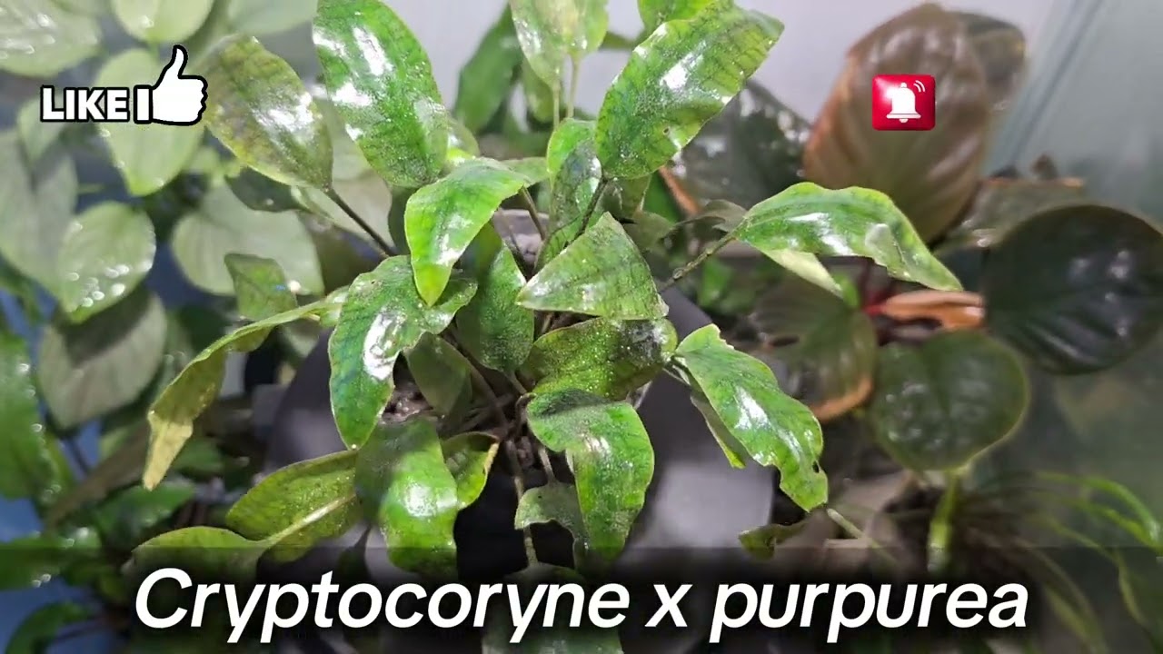 Cryptocoryne x-purpurea