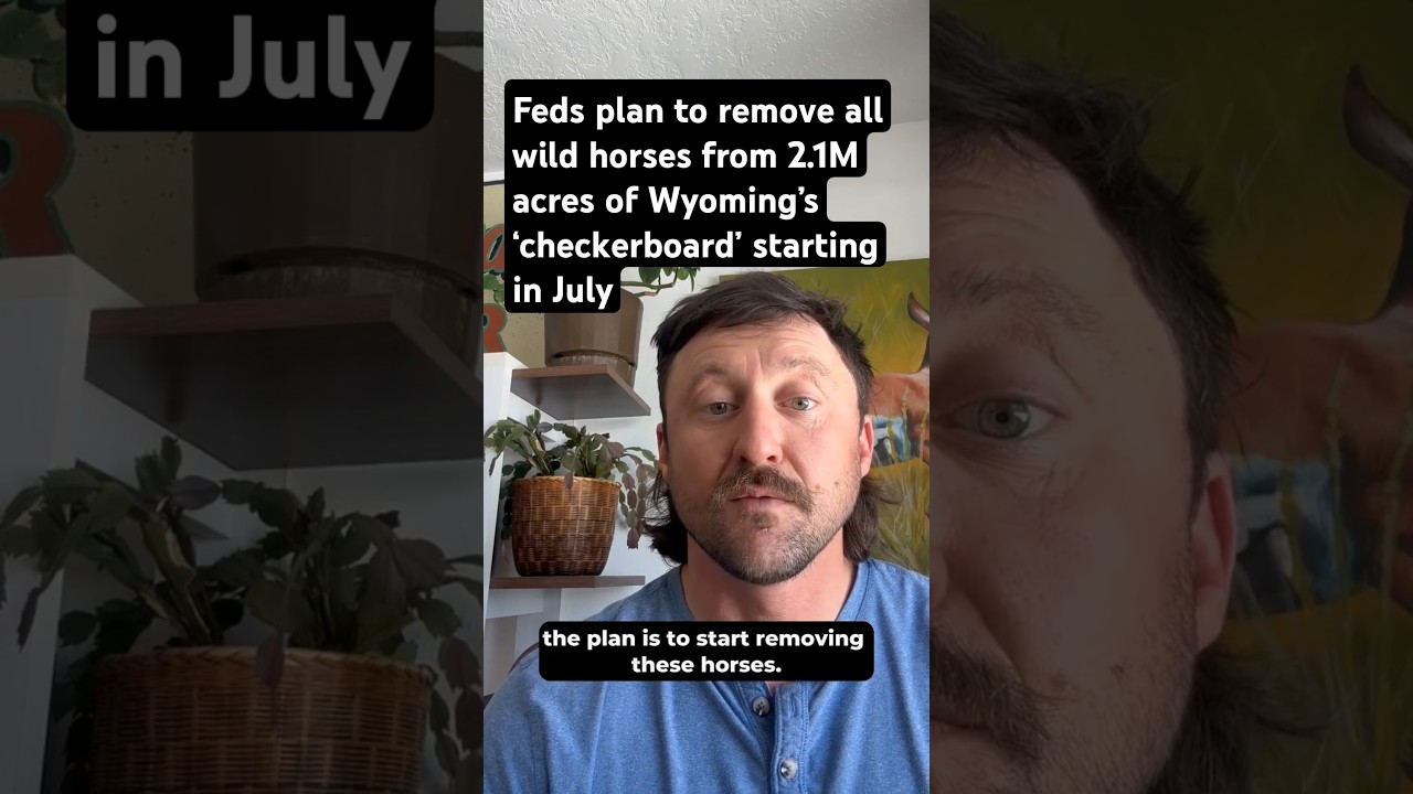 Feds plan to remove all wild horses from 2.1M acres of Wyoming’s ‘checkerboard’ starting in July